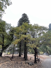 Abies concolor