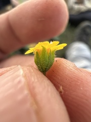 Trigonospermum annuum