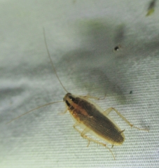 Blattella germanica