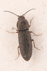 Cardiophorus