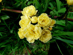 Rosa banksiae