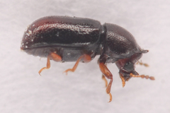 Ceracis