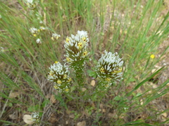 Castilleja lineariloba