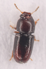 Ceracis