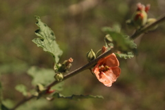 Sphaeralcea bonariensis