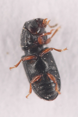 Ceracis