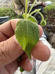 Trigonospermum annuum