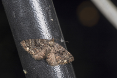 Parectropis subflava