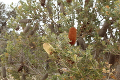Banksia cuneata