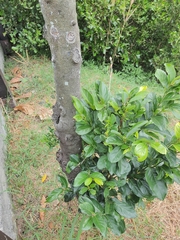 Diospyros maritima