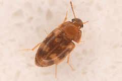 Litargus balteatus