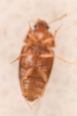 Litargus balteatus