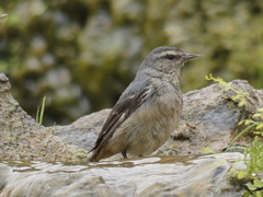 Conirostrum cinereum