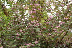 Thomasia quercifolia