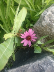 Echinacea purpurea