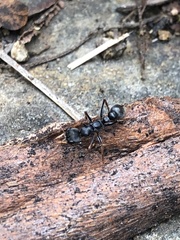 Myrmecia pilosula