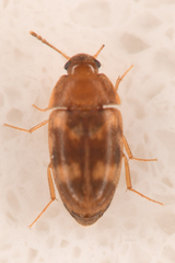 Litargus balteatus