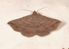 Lesmone griseipennis