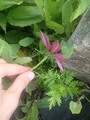 Echinacea purpurea
