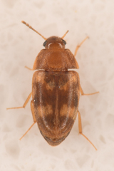 Litargus balteatus
