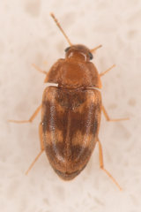 Litargus balteatus