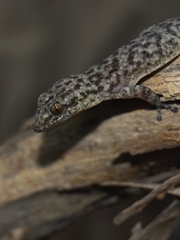 Phyllodactylus tuberculosus