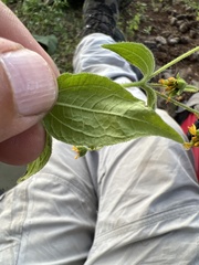 Trigonospermum annuum