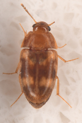 Litargus balteatus