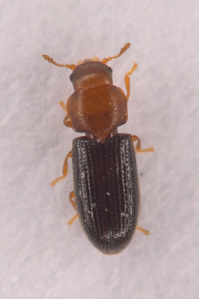 Hadraule blaisdelli