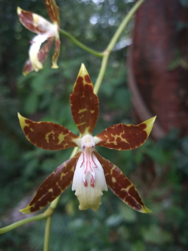 Spotted Oncidium