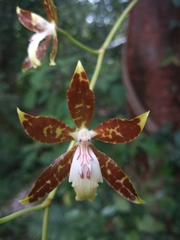 Oncidium maculatum