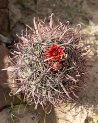 Ferocactus