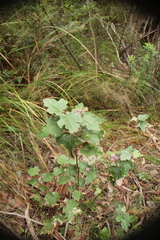 Thomasia quercifolia