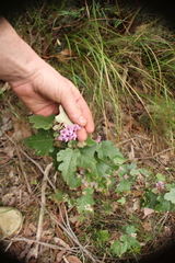 Thomasia quercifolia