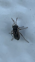 Geocoris