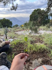 Trigonospermum annuum