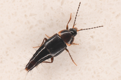 Tachyporinae