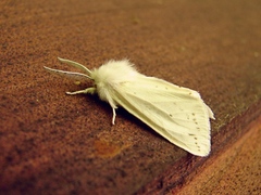 Spilosoma congrua
