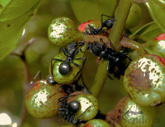 Cephalotes atratus