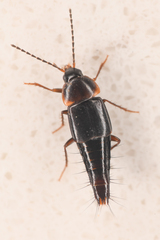 Tachyporinae