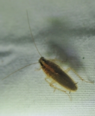 Blattella germanica