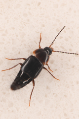 Tachyporinae