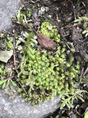 Racopilum cuspidigerum