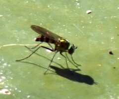 Plagioneurus univittatus