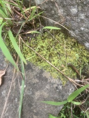 Racopilum cuspidigerum