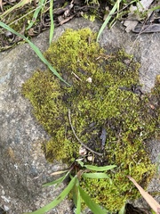 Racopilum cuspidigerum