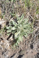 Matthiola incana incana