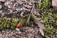 Attelabidae
