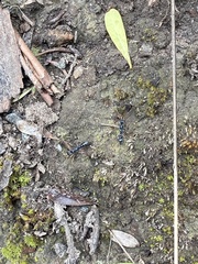 Myrmecia