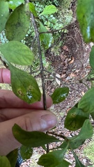 Coprosma foetidissima